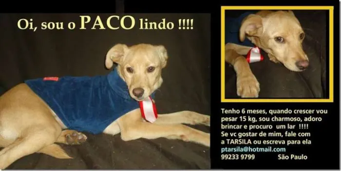 Cachorro ra a SRD idade 7 a 11 meses nome PACO