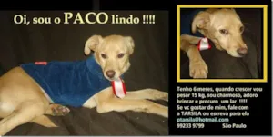 Cachorro raça SRD idade 7 a 11 meses nome PACO