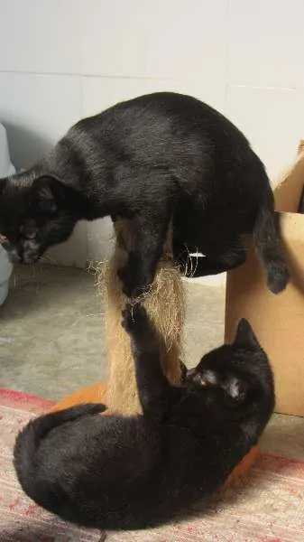 Gato ra a SRD idade 7 a 11 meses nome tufão e Trovão