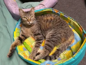 Gato raça SRD idade 2 anos nome CIÇA