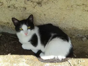 Gato raça SRD idade 7 a 11 meses nome TATTY