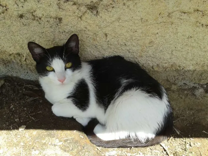 Gato ra a SRD idade 7 a 11 meses nome TATTY