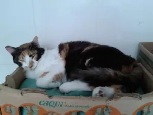 Gato raça SRD idade 1 ano nome LEONA