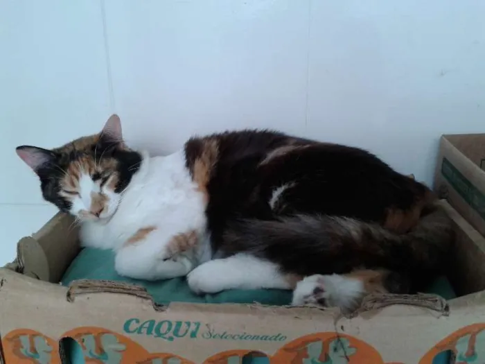 Gato ra a SRD idade 1 ano nome LEONA