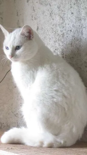 Gato raça SRD idade 1 ano nome Babbo
