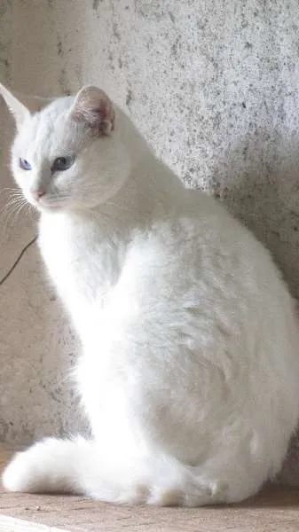 Gato ra a SRD idade 1 ano nome Babbo