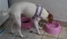 Cachorro ra a Vira - lata idade 2 anos nome Mel