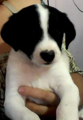 Cachorro ra a indefinida idade 2 a 6 meses nome jade e moramede
