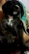 jade e moramede