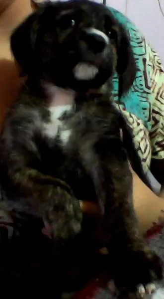 Cachorro ra a indefinida idade 2 a 6 meses nome jade e moramede