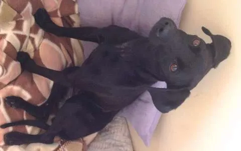 Cachorro ra a SRD (Vira-lata) idade 2 anos nome A apelidamos de Nina