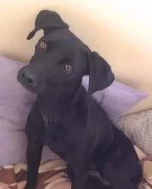 Cachorro raça SRD (Vira-lata) idade 2 anos nome A apelidamos de Nina