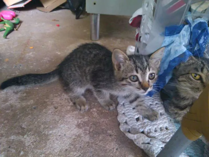 Gato raça  idade  nome não tem nome