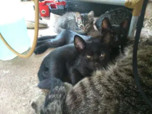 Gato raça  idade  nome não tem nome