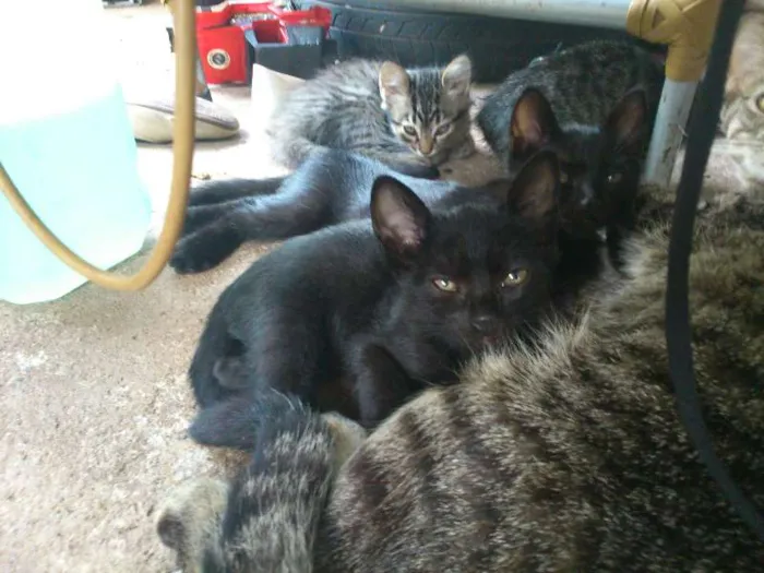 Gato raça  idade  nome não tem nome