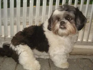 Cachorro raça Shitzu idade 2 anos nome Suki GRATIFICA
