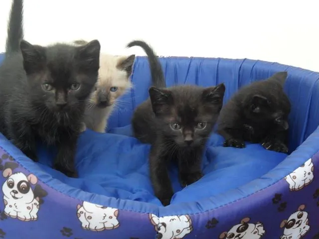 Gato ra a  idade 2 a 6 meses nome Bebês gatos