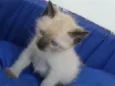 Bebês gatos