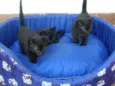 Bebês gatos