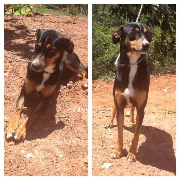 Cachorro ra a SRD idade 2 anos nome GABRIELA