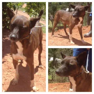 Cachorro raça SRD idade 2 anos nome Onofre