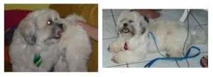Cachorro raça Lhasa Apso idade 4 anos nome Pichu