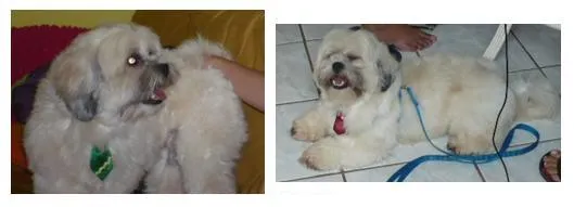 Cachorro ra a Lhasa Apso idade 4 anos nome Pichu
