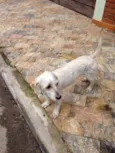 Estopa