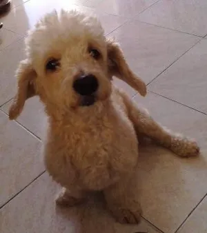 Cachorro raça Poodle idade 6 ou mais anos nome Marrony