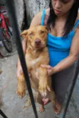 Mascote