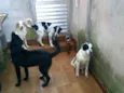 Thor, Pongo, Loki, 