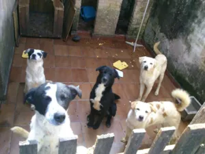 Cachorro raça SRD idade 7 a 11 meses nome Thor, Pongo, Loki, 