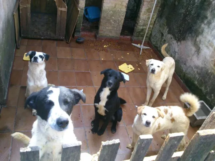 Cachorro ra a SRD idade 7 a 11 meses nome Thor, Pongo, Loki, 