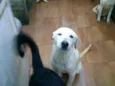 Thor, Pongo, Loki, 