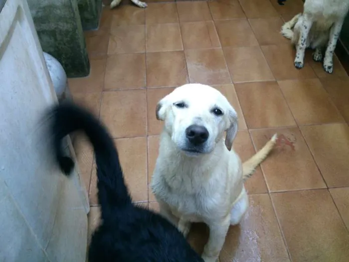 Cachorro ra a SRD idade 7 a 11 meses nome Thor, Pongo, Loki, 