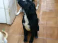 Thor, Pongo, Loki, 