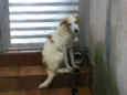 Thor, Pongo, Loki, 