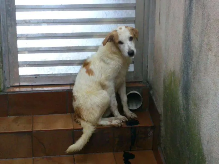 Cachorro ra a SRD idade 7 a 11 meses nome Thor, Pongo, Loki, 