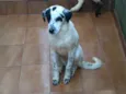 Thor, Pongo, Loki, 