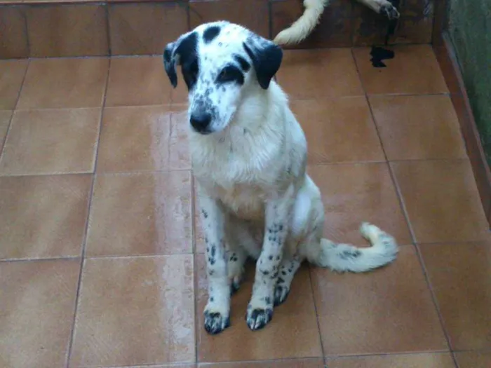 Cachorro ra a SRD idade 7 a 11 meses nome Thor, Pongo, Loki, 