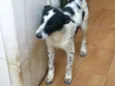 Thor, Pongo, Loki, 