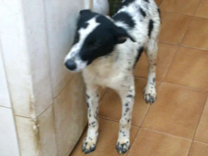 Cachorro ra a SRD idade 7 a 11 meses nome Thor, Pongo, Loki, 