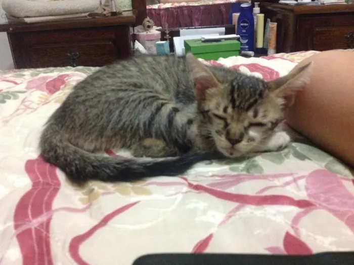 Gato ra a Vira lata idade Abaixo de 2 meses nome Cat