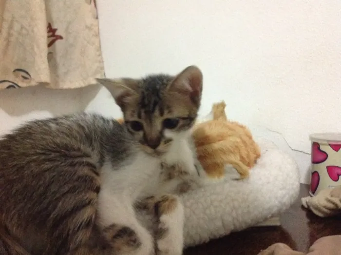 Gato ra a Vira lata idade Abaixo de 2 meses nome Cat