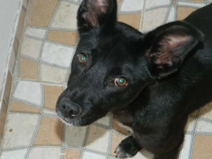 Cachorro ra a SRD idade 1 ano nome Banzai
