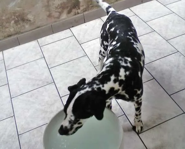 Cachorro ra a Dálmata idade 2 a 6 meses nome Dayana