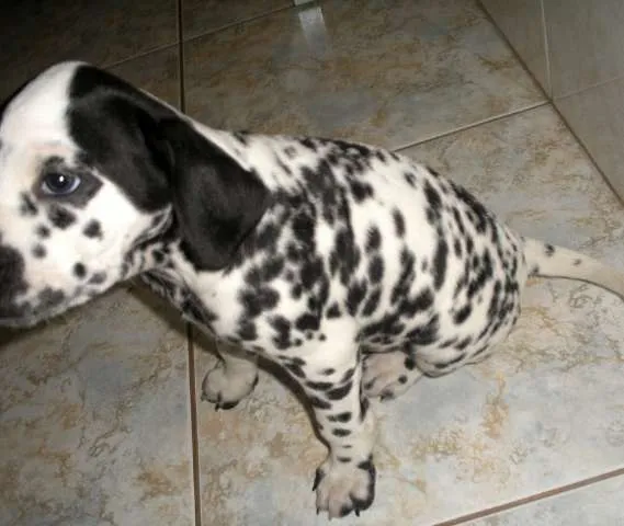 Cachorro ra a Dálmata idade 2 a 6 meses nome Dayana