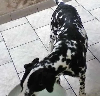 Cachorro ra a Dálmata idade 2 a 6 meses nome Dayana