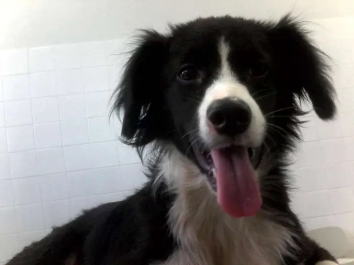 Cachorro raça Border Collie idade 2 anos nome Pingo