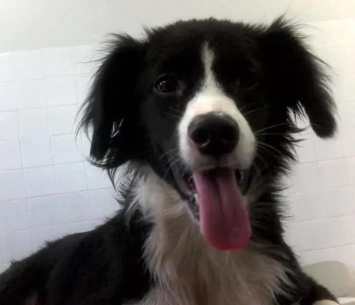 Cachorro raça Border Collie idade 2 anos nome Pingo
